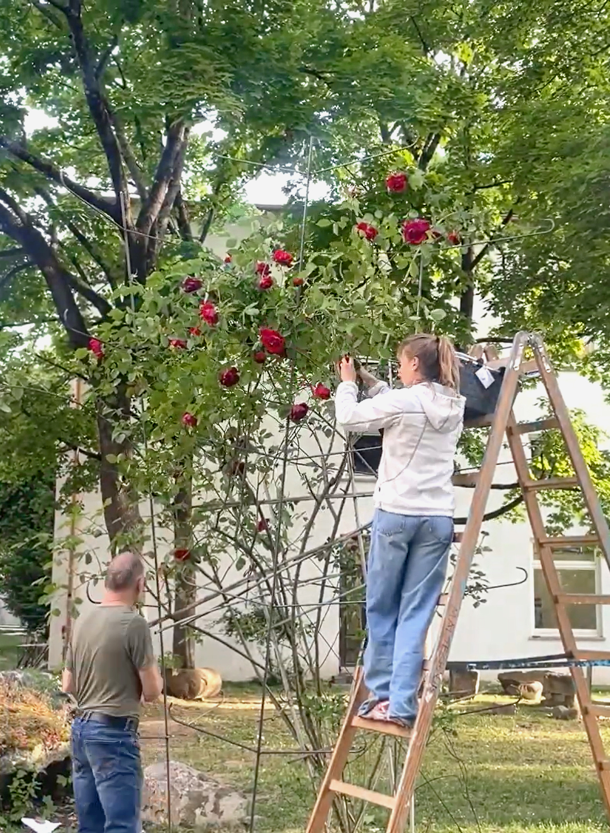 Harvesting-picture